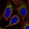 DES1 antibody, HPA076422, Atlas Antibodies, Immunofluorescence image 