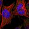 Centrobin, Centriole Duplication And Spindle Assembly Protein antibody, HPA023321, Atlas Antibodies, Immunofluorescence image 