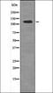 Ubiquitin Specific Peptidase 28 antibody, orb336001, Biorbyt, Western Blot image 
