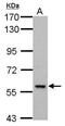 DEAF1 Transcription Factor antibody, GTX112207, GeneTex, Western Blot image 