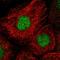 Chromobox 2 antibody, HPA023083, Atlas Antibodies, Immunofluorescence image 