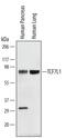 Transcription Factor 7 Like 1 antibody, PA5-47810, Invitrogen Antibodies, Western Blot image 