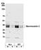Stanniocalcin 2 antibody, A302-369A, Bethyl Labs, Western Blot image 