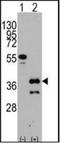 Zic Family Member 4 antibody, orb137495, Biorbyt, Western Blot image 