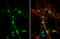 Dystroglycan 1 antibody, GTX105038, GeneTex, Immunocytochemistry image 