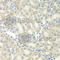 Prdx6 antibody, A6329, ABclonal Technology, Immunohistochemistry paraffin image 