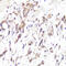 Selectin L antibody, 16-499, ProSci, Immunohistochemistry frozen image 