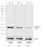 Rabbit IgG antibody, 32460, Invitrogen Antibodies, Western Blot image 