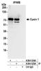 Epsin 1 antibody, A304-525A, Bethyl Labs, Immunoprecipitation image 