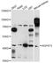 1-Acylglycerol-3-Phosphate O-Acyltransferase 3 antibody, LS-C749412, Lifespan Biosciences, Western Blot image 