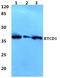 RNA 3'-Terminal Phosphate Cyclase antibody, PA5-37049, Invitrogen Antibodies, Western Blot image 