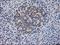 Dihydrolipoamide Dehydrogenase antibody, LS-C173226, Lifespan Biosciences, Immunohistochemistry frozen image 