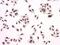 Sp1 Transcription Factor antibody, A00110-1, Boster Biological Technology, Immunocytochemistry image 