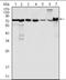 Lipoma-preferred partner antibody, orb88962, Biorbyt, Western Blot image 