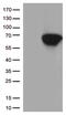 CD5 Molecule antibody, TA802414, Origene, Western Blot image 