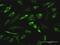Regucalcin antibody, MA5-24432, Invitrogen Antibodies, Immunofluorescence image 
