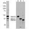 Aurora Kinase B antibody, M00246-2, Boster Biological Technology, Western Blot image 