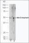 Hedgehog Acyltransferase antibody, orb157526, Biorbyt, Western Blot image 