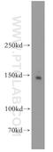 Drosha Ribonuclease III antibody, 55001-1-AP, Proteintech Group, Western Blot image 
