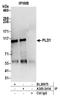 hPLD1 antibody, A305-241A, Bethyl Labs, Immunoprecipitation image 