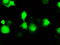 DNA excision repair protein ERCC-1 antibody, LS-C115215, Lifespan Biosciences, Immunofluorescence image 