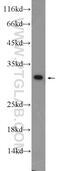 3,2-trans-enoyl-CoA isomerase, mitochondrial antibody, 11535-1-AP, Proteintech Group, Western Blot image 