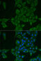Galectin 3 Binding Protein antibody, 22-563, ProSci, Immunofluorescence image 
