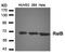 RELB Proto-Oncogene, NF-KB Subunit antibody, orb14632, Biorbyt, Western Blot image 