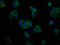 Potassium Voltage-Gated Channel Modifier Subfamily V Member 2 antibody, LS-C674295, Lifespan Biosciences, Immunofluorescence image 