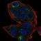 Putative cancer susceptibility gene HEPN1 protein antibody, HPA043768, Atlas Antibodies, Immunofluorescence image 