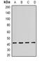 Neuropeptide Y Receptor Y4 antibody, orb381915, Biorbyt, Western Blot image 