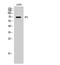 Zona Pellucida Glycoprotein 1 antibody, STJ96359, St John