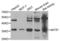 AKT Interacting Protein antibody, abx004764, Abbexa, Western Blot image 