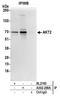 PKB beta antibody, A302-209A, Bethyl Labs, Immunoprecipitation image 