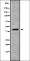 Klf14 antibody, orb337878, Biorbyt, Western Blot image 