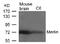 SCH antibody, AP02759PU-N, Origene, Western Blot image 