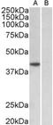 TATA-Box Binding Protein antibody, orb12380, Biorbyt, Western Blot image 