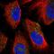 Sialidase-1 antibody, HPA021506, Atlas Antibodies, Immunofluorescence image 