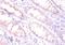 EPO antibody, orb239477, Biorbyt, Immunohistochemistry paraffin image 