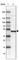 Ubiquitin carboxyl-terminal hydrolase 16 antibody, HPA021140, Atlas Antibodies, Western Blot image 