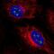 SBP1 antibody, NBP1-83196, Novus Biologicals, Immunofluorescence image 