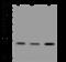 RAN Guanine Nucleotide Release Factor antibody, 206945-T46, Sino Biological, Western Blot image 