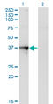 LARP antibody, LS-C197051, Lifespan Biosciences, Western Blot image 