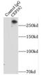 Centrosomal Protein 192 antibody, FNab01600, FineTest, Immunoprecipitation image 