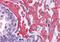 VPS37C Subunit Of ESCRT-I antibody, orb94076, Biorbyt, Immunohistochemistry paraffin image 
