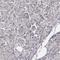ATPase Plasma Membrane Ca2+ Transporting 3 antibody, HPA001583, Atlas Antibodies, Immunohistochemistry paraffin image 