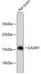 Calmodulin antibody, 13-792, ProSci, Western Blot image 