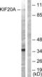 Kinesin Family Member 20A antibody, LS-C117974, Lifespan Biosciences, Western Blot image 