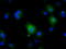 Nitrilase Family Member 2 antibody, TA501121, Origene, Immunofluorescence image 