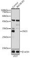 Inhibitor Of Growth Family Member 5 antibody, GTX33266, GeneTex, Western Blot image 